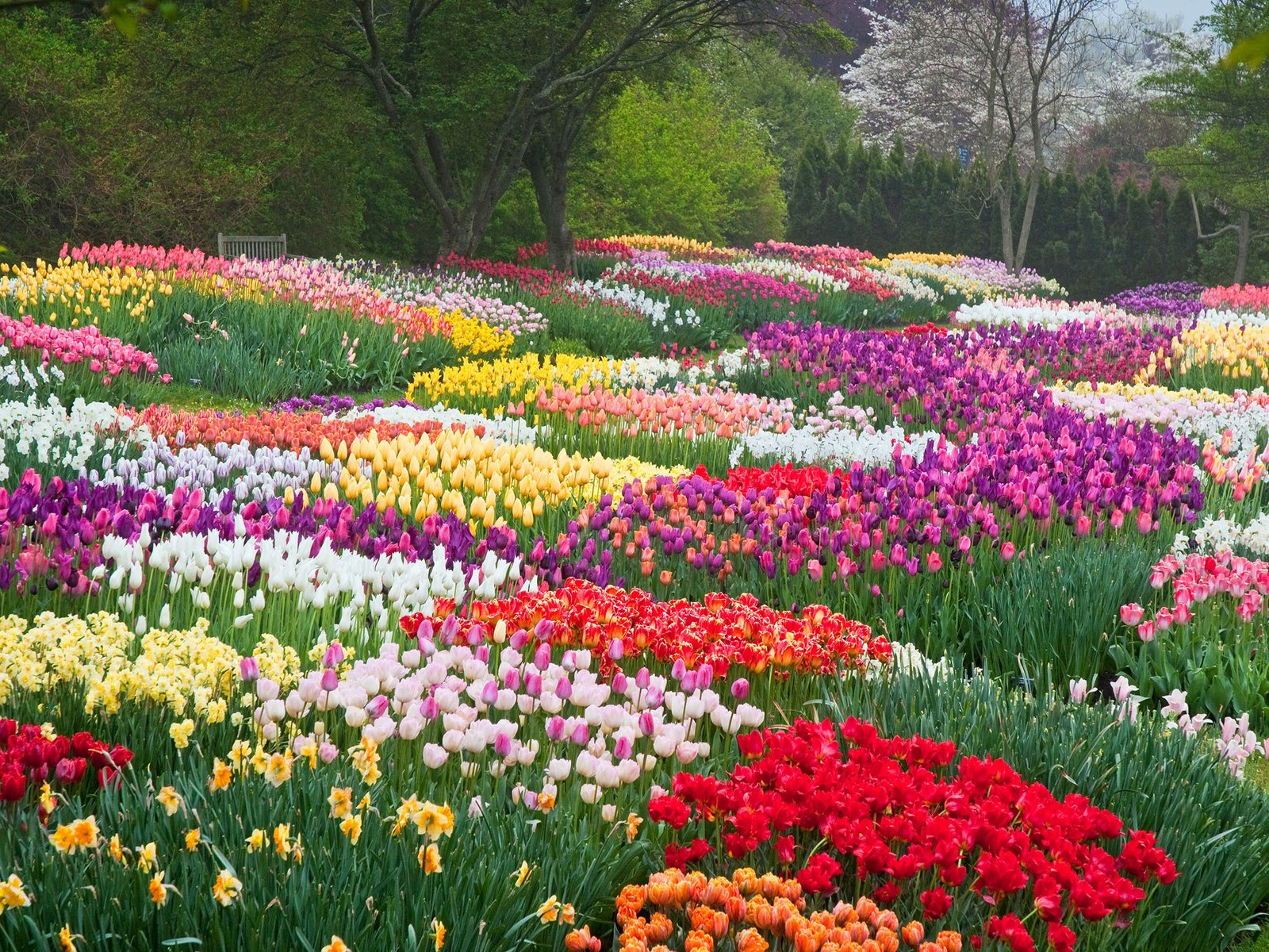 why you're sneezing: the most beautiful flowers in bloom this spring